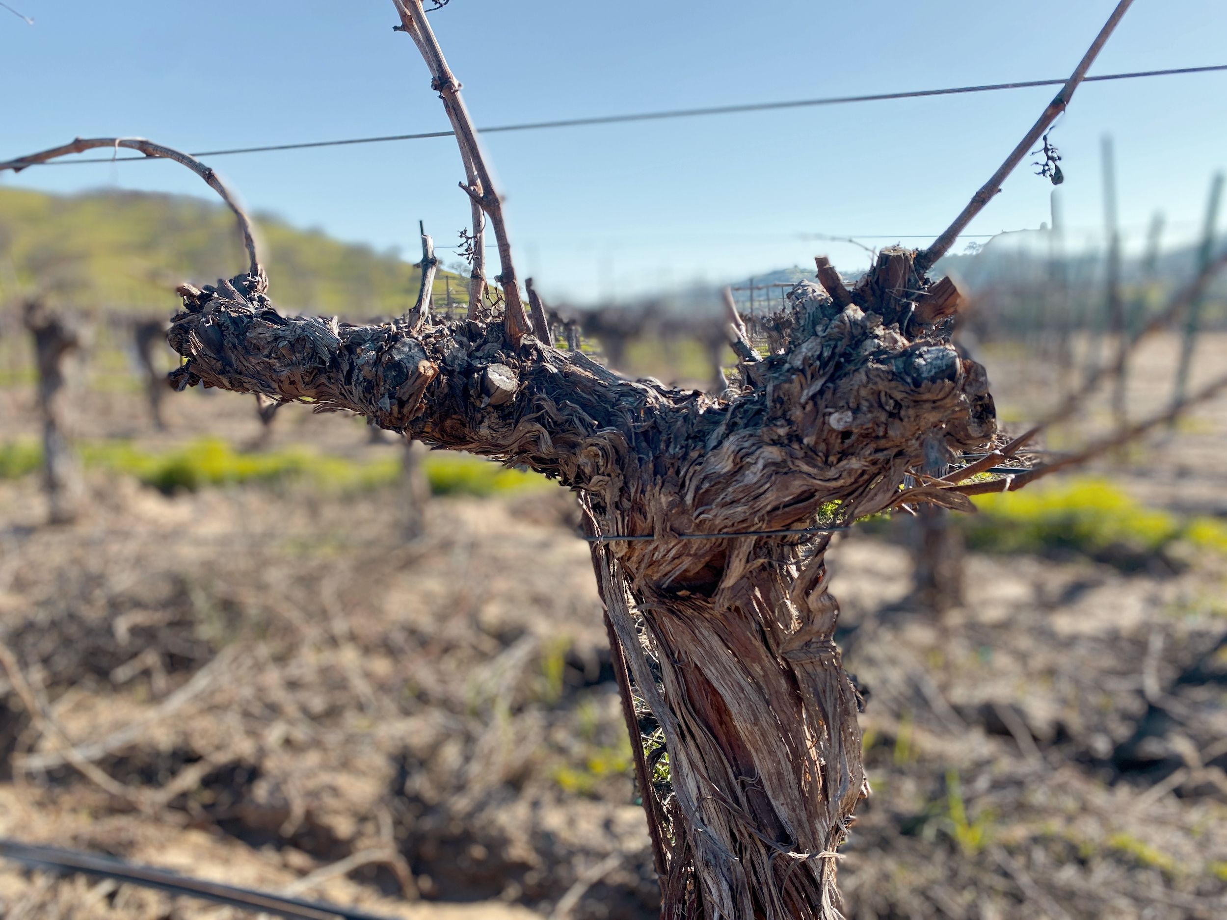 Vine trunk showing cordon and spurs at Cass Winery in Paso Robles, California